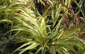 Hakonechloa macra Aureola