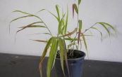 Hakonechloa macra Albostriata