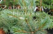 borovice ohebn Compacta - Pinus flexilis Compacta