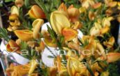 ilimnk Apricot Gem - Cytisus Apricot Gem