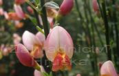 ilimnk praecox Hollandia - Cytisus praecox Hollandia