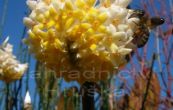 Edgeworthia chrysantha