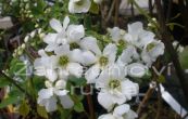 hroznovec The Bride - Exochorda macrantha The Bride