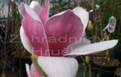 cholan Satisfaction - Magnolia Satisfaction