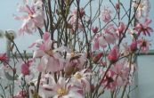 cholan hvzdovit Rosea - Magnolia stellata Rosea