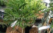 kryptomerie japonsk Globosa Nana - Cryptomeria japonica Globosa Nana