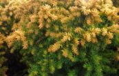 kryptomerie japonsk Vilmorinian Gold - Cryptomeria japonica Vilmorinian Gold