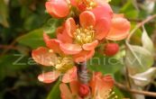 kdoulovec japonsk Sargentii - Chaenomeles japonica Sargentii