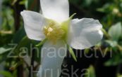 pustoryl vncov Erectus - Philadelphus coronarius Erectus