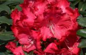 Pnink Halfdan Lem - Rhododendron Halfdan Lem