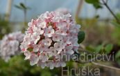 kalina Carlesiova Aurora - Viburnum carlesii Aurora