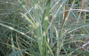 ozdobnice nsk Zebrinus - Miscanthus sinensis Zebrinus