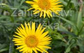 oman meolist - Inula ensifolia