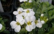 husenk kavkazsk Snow Cap - Arabis caucasica Snow Cap