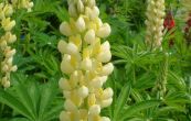 lupina Camelot Yellow - Lupinus Camelot Yellow