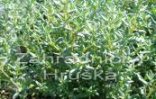matedouka obecn Compact - Thymus vulgaris Compact
