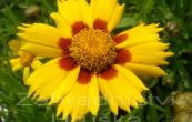 krsnooko Heliot Yellow/Red - Coreopsis Heliot Yellow/Red