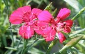 hvozdk kropenat Leuchtfunk - Dianthus deltoides Leuchtfunk