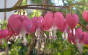 srdcovka ndhern - Dicentra spectabilis