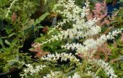 echrava White Sensation - Astilbe simplicifolia White Sensation