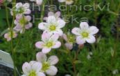 lomikmen Arendsv Roseum Elegans - Saxifraga  arendsii Roseum Elegans