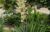 Yucca flaccida - Yucca flaccida