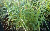 ostice muskingumensk Little Midge - Carex muskingumensis Little Midge