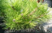 borovice hustokvt Low Glow - Pinus densiflora Low Glow