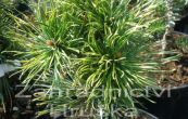 borovice kle Sunshine - Pinus mugo Sunshine