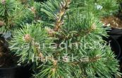 borovice pyrenejsk Blanka - Pinus uncinata Blanka