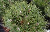 borovice pyrenejsk Compacta - Pinus uncinata Compacta