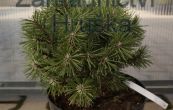 borovice pyrenejsk Petruka - Pinus uncinata Petruka