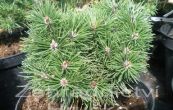 borovice pyrenejsk Radka - Pinus uncinata Radka