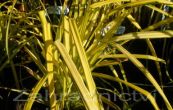 ostice vyven Bowles Golden - Carex elata Bowles Golden