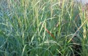 proso prutnat Hnse Herms - Panicum virgatum Hnse Herms