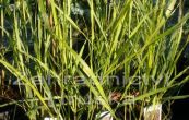 proso prutnat Squaw - Panicum virgatum Squaw