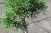 borovice pyrenejsk Madla - Pinus uncinata Madla