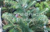 jedle Discus - Abies  koreocarpa Discus