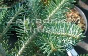 jedle Discus - Abies  koreocarpa Discus