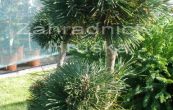 borovice pyrenejsk Opl (na kmnku) - Pinus uncinata Opl (na kmnku)