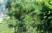 borovice Banksova Chippewa (na kmnku) - Pinus banksiana Chippewa (na kmnku)