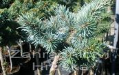 douglaska tisolist Bystika - Pseudotsuga menziesii Bystika