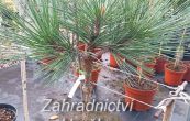 borovice Jeffreyova Joppi - Pinus jeffreyi Joppi