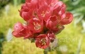 trvnika Ballerina Red - Armeria pseudarmeria Ballerina Red