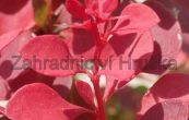 dil Thunbergv Fire Ball - Berberis thunbergii Fire Ball