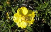 mochna kovit Goldteppich - Potentilla fruticosa Goldteppich