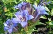 hoec - Gentiana septemfida