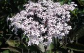 bez ern Purpurea - Sambucus nigra Purpurea