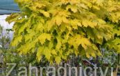 javor ml Golden Globe - Acer platanoides Golden Globe