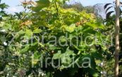 javor ml Golden Globe - Acer platanoides Golden Globe